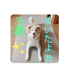 ボーダーコリー ソラくんの日常②（個別スタンプ：3）