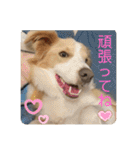 ボーダーコリー ソラくんの日常②（個別スタンプ：4）