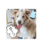ボーダーコリー ソラくんの日常②（個別スタンプ：5）