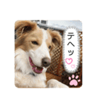 ボーダーコリー ソラくんの日常②（個別スタンプ：8）
