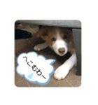 ボーダーコリー ソラくんの日常②（個別スタンプ：11）