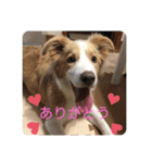 ボーダーコリー ソラくんの日常②（個別スタンプ：12）