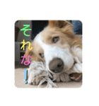ボーダーコリー ソラくんの日常②（個別スタンプ：13）