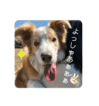 ボーダーコリー ソラくんの日常②（個別スタンプ：14）