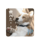ボーダーコリー ソラくんの日常②（個別スタンプ：17）