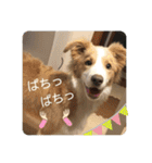 ボーダーコリー ソラくんの日常②（個別スタンプ：18）