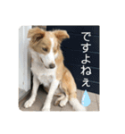 ボーダーコリー ソラくんの日常②（個別スタンプ：19）