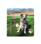 ボーダーコリー ソラくんの日常②（個別スタンプ：20）