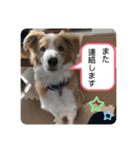 ボーダーコリー ソラくんの日常②（個別スタンプ：21）