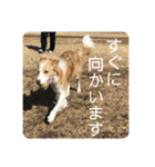 ボーダーコリー ソラくんの日常②（個別スタンプ：23）