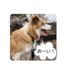ボーダーコリー ソラくんの日常②（個別スタンプ：24）