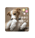 ボーダーコリー ソラくんの日常②（個別スタンプ：25）