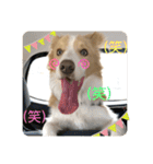 ボーダーコリー ソラくんの日常②（個別スタンプ：26）