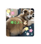 ボーダーコリー ソラくんの日常②（個別スタンプ：27）