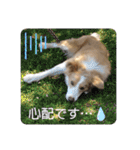 ボーダーコリー ソラくんの日常②（個別スタンプ：29）