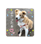 ボーダーコリー ソラくんの日常②（個別スタンプ：30）