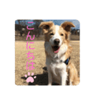 ボーダーコリー ソラくんの日常②（個別スタンプ：31）
