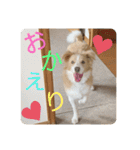 ボーダーコリー ソラくんの日常②（個別スタンプ：32）