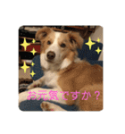 ボーダーコリー ソラくんの日常②（個別スタンプ：34）