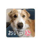 ボーダーコリー ソラくんの日常②（個別スタンプ：35）