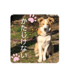 ボーダーコリー ソラくんの日常②（個別スタンプ：36）