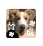 ボーダーコリー ソラくんの日常②（個別スタンプ：37）