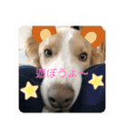 ボーダーコリー ソラくんの日常②（個別スタンプ：39）
