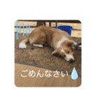 ボーダーコリー ソラくんの日常②（個別スタンプ：40）