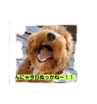 長崎弁をしゃべるわんこ〜part3（個別スタンプ：1）