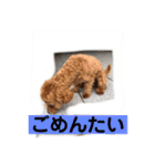 長崎弁をしゃべるわんこ〜part3（個別スタンプ：3）