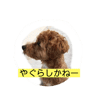 長崎弁をしゃべるわんこ〜part3（個別スタンプ：4）