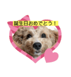 長崎弁をしゃべるわんこ〜part3（個別スタンプ：5）