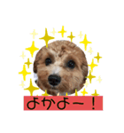 長崎弁をしゃべるわんこ〜part3（個別スタンプ：6）