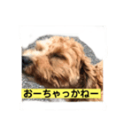 長崎弁をしゃべるわんこ〜part3（個別スタンプ：8）