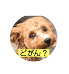 長崎弁をしゃべるわんこ〜part3（個別スタンプ：9）