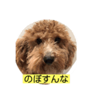 長崎弁をしゃべるわんこ〜part3（個別スタンプ：10）