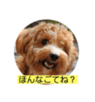 長崎弁をしゃべるわんこ〜part3（個別スタンプ：11）