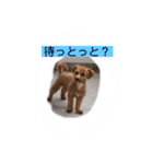 長崎弁をしゃべるわんこ〜part3（個別スタンプ：13）