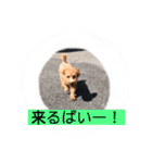 長崎弁をしゃべるわんこ〜part3（個別スタンプ：14）