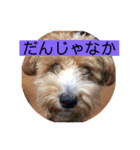 長崎弁をしゃべるわんこ〜part3（個別スタンプ：16）