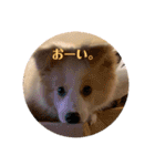 ボーダーコリーのモカちゃんスタンプ（個別スタンプ：2）