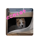 ボーダーコリーのモカちゃんスタンプ（個別スタンプ：5）