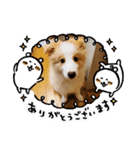 ボーダーコリーのモカちゃんスタンプ（個別スタンプ：7）