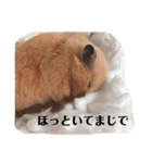 ハムスターの気持ち！ぞうりょうばん！（個別スタンプ：6）