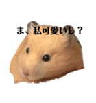 ハムスターの気持ち！ぞうりょうばん！（個別スタンプ：13）