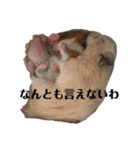 ハムスターの気持ち！ぞうりょうばん！（個別スタンプ：14）