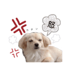 こむぎーぬ2（個別スタンプ：4）
