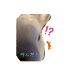 日常で使えるハルちゃんスタンプ（個別スタンプ：7）