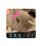 日常で使えるハルちゃんスタンプ（個別スタンプ：14）