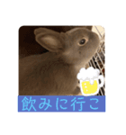 日常で使えるハルちゃんスタンプ（個別スタンプ：15）